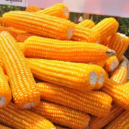 Yellow Maize