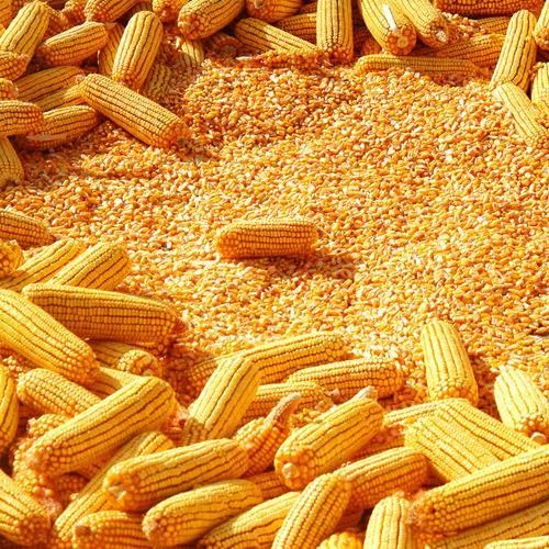 Yellow Maize